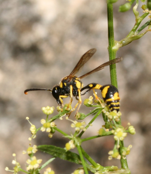 Ancora un Vespidae Eumeninae.